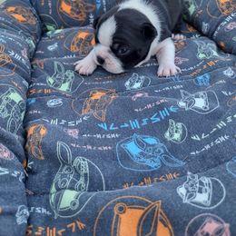 Girl 2) Pax - Black and white female Boston Terrier puppy in Mesa, Arizona from Lehi Valley Boston Terriers