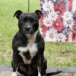 BB - Staffordshire Bull Terrier