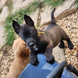Boys 3 spots - Belgian Malinois puppy in Elizabethton, Tennessee from Forever Family K9