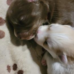 Pomsky Puppies from White Horse Pomsky's