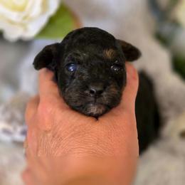 ESMERALDA - Phantom female Poodle puppy in Depew, Oklahoma from Poodles Perfected