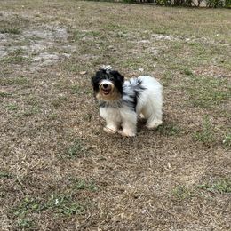Ricky - Parti male Yorkshire Terrier puppy in North Naples, Florida from Precious Puppies 🐶