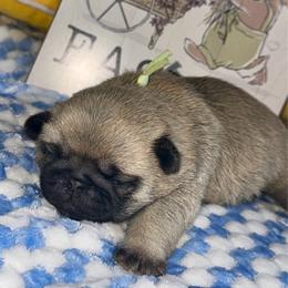 Teal - Fawn female Pug puppy in Baylis, Illinois from Cameo's Pugs