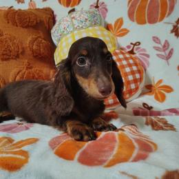 Jayden - Chocolate and tan male Dachshund puppy in Hudson, Michigan from Mittentail Kennel Miniature Dachshunds & Australian Shepherds