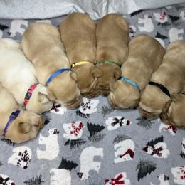 Labrador Retriever Puppies from Country Road Acres