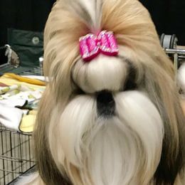 Biewer Terriers and Shih Tzus from Edrey