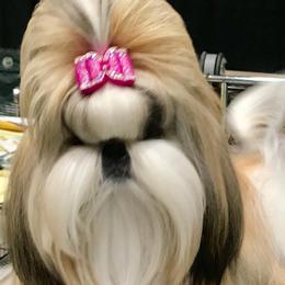 Biewer Terriers and Shih Tzus from Edrey