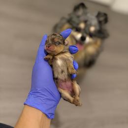 Jolly Rancher - Blue merle female Pomeranian puppy in San Antonio, Texas from Pom Pom Lollipop’s