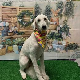 Floppy - Labradoodle