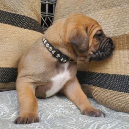 Boy 2 - Fawn Great Dane puppy in Hydes, Maryland from Chapman House of Danes