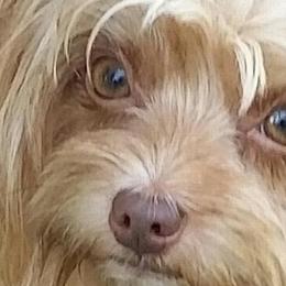 Pomeranians and Yorkshire Terriers from Rebel Ranch Poms & Yorkkies
