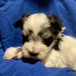 Maltipoo, Morkie, and Yorkipoo Puppies from Danza Bolo