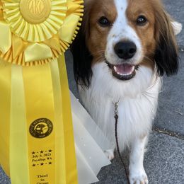 Merlin - Nederlandse Kooikerhondje