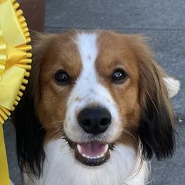 Merlin - Nederlandse Kooikerhondje