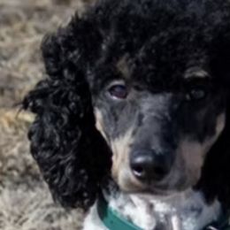 Poodles from Fuzzybottoms Ranch LLC