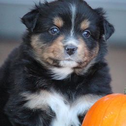 Australian Shepherd and Miniature Australian Shepherd Puppies from Canyon Creek Aussies