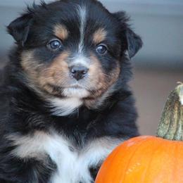 Australian Shepherd and Miniature Australian Shepherd Puppies from Canyon Creek Aussies