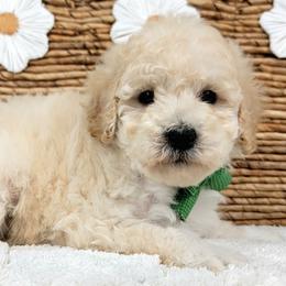 Atlas - Cream male Goldendoodle puppy in Temecula, California from Oodles O'Doodles