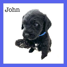 John - Schnoodle puppy in North Salt Lake, Utah from Isla Skye Puppies