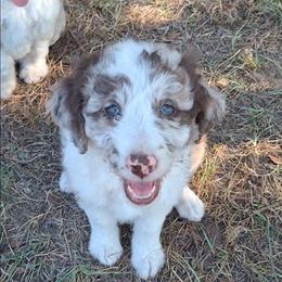 Aurelia - Red merle female Aussiedoodle puppy in Grand Saline, Texas from Aussies Acre