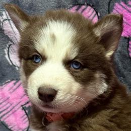 AKC Maple - Red and white female Siberian Husky puppy in Centreville, Maryland from Huskies By the Bay