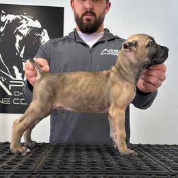 Male 3 - Fawn male Cane Corso puppy in Cashion, Oklahoma from APEXOK Cane Corsos LLC