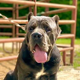 Koda - Cane Corso