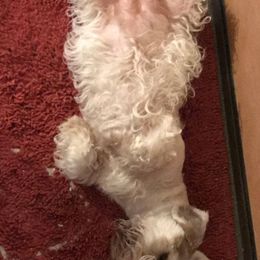 Sealyham Terrier Puppies from Alibi Sealyham Terriers