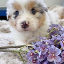 Isla - Blue merle female Australian Shepherd puppy in Kearney, Nebraska from Helix Aussies