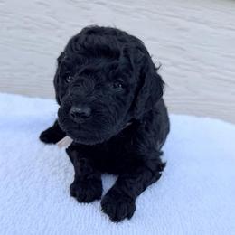 AKC Princess - Pink - Black female Poodle puppy in Baytown, Texas from Charlotte & Co. Miniature Poodles