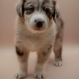 Australian Shepherd Puppies from 2 Happy Aussies