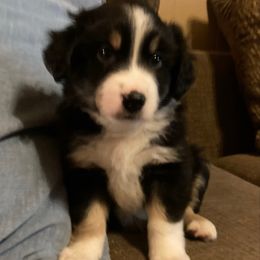Oreo - Black tri male Miniature American Shepherd puppy in Westwego, Louisiana from Connie's American Eskimo Dogs and Mini Australian Shepherd Dogs