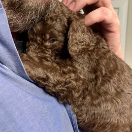 Goldendoodle and Poodle Puppies from Polly Wally Poodles and Doodles
