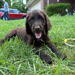 Sandra - Chocolate female Labradoodle puppy in Bedford, Indiana from Purple Heart Canines