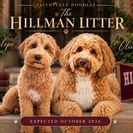 Goldendoodle puppies from Faithfully Doodles