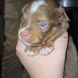 Mamba - Red tri male Miniature Australian Shepherd puppy in Arlington, Texas from CopperHead Aussies