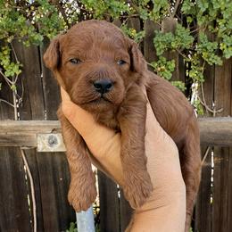 Maui - Red male Cavapoo puppy in Orange, California from SoCal Cavapoos