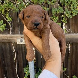 Maui - Red male Cavapoo puppy in Orange, California from SoCal Cavapoos