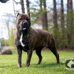 Dixie - Cane Corso