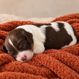 S'More - Chocolate female Cavapoo puppy in Floyd, Virginia from Hearts and Paws Poodles and Doodles