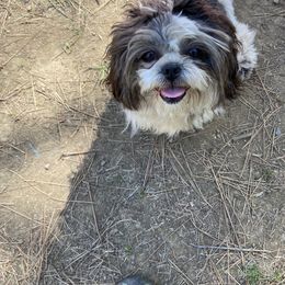Cashmere - Shih Tzu