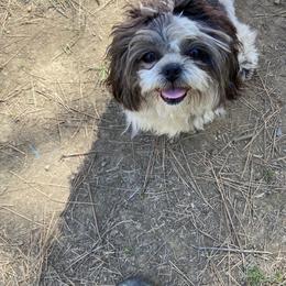 Cashmere - Shih Tzu