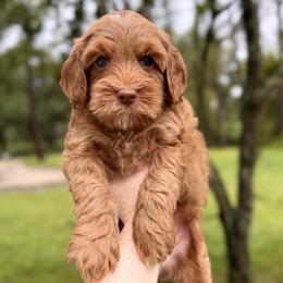 Jefferson - Caramel male Australian Labradoodle puppy in Wesley Chapel, Florida from GWagz