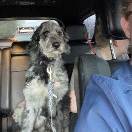 Lady - Aussiedoodle