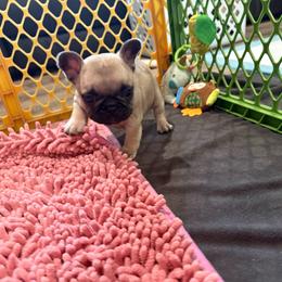 Oui (Wee) - the sweet one - Fawn female French Bulldog puppy in Alabama from Rathbone Bulldogs