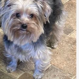 Zoey - Yorkshire Terrier