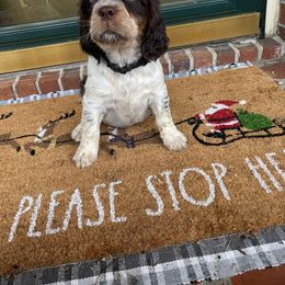 English Springer Spaniel Puppies from Sweet Southern Spaniels