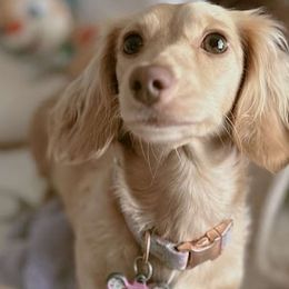 Pebbles - Dachshund