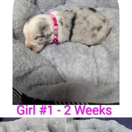 Australian Shepherd and Great Dane Puppies from AEW Farm
