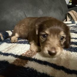 Mia - Cream female Dachshund puppy in Ranburne, Alabama from Camdox